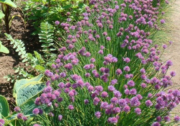 Oignons Schnitt nourrissent infusion de molène ou de fientes d'oiseaux