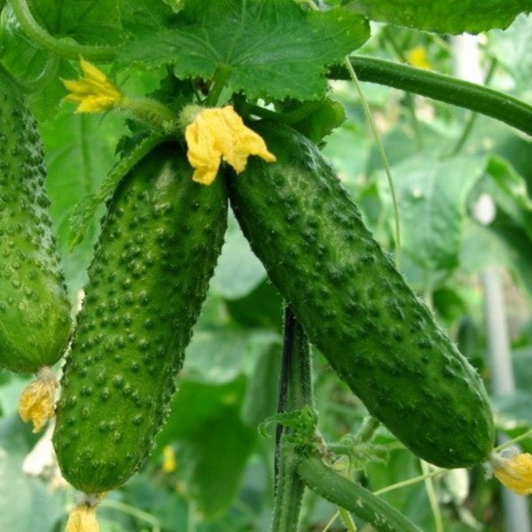 Fruiting varieties Ajax lasts until frost