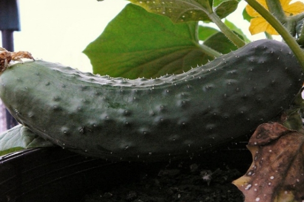 Advantages of the variety: excellent fruit taste and ultra early harvest, friendly germination and abundant fruiting