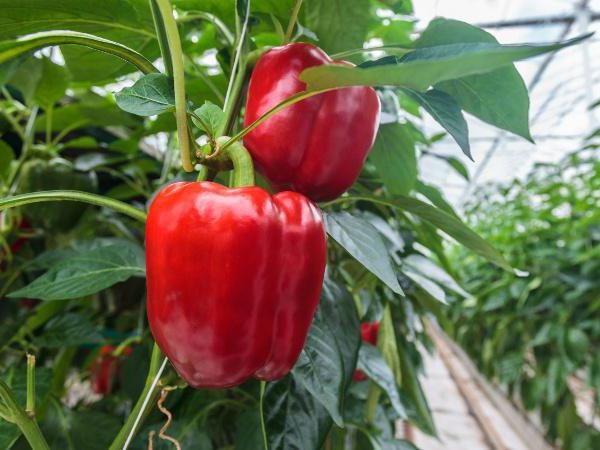 Erken biber Claudio derecesi