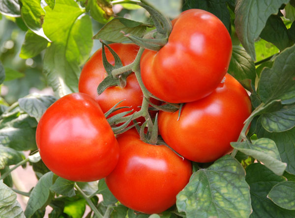  Tomate Andromeda