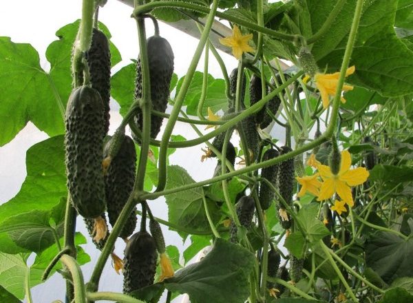  Diretor de variedades de pepino