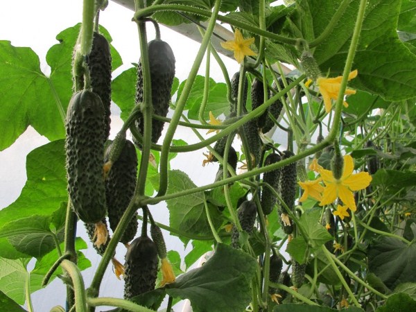  Cucumber Variety Director