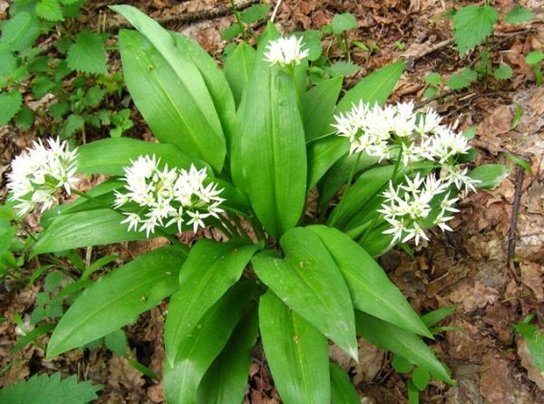 Wild Garlic or Ramson