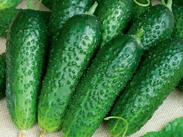 Bush early ripe grade of cucumbers Kid