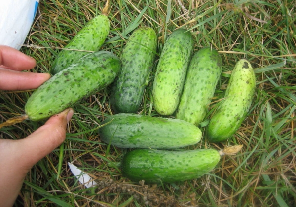 Advantages of the variety: high yield and lack of bitterness, drought resistance and simplicity in the care