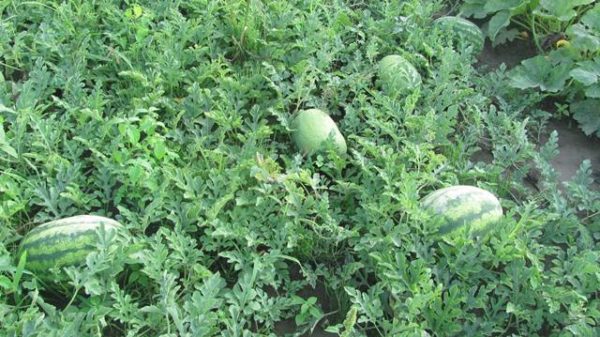 السرير مع منتج الصف البطيخ