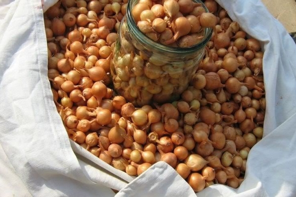 Matériau utilisé pour la plantation, il est important de stocker à des températures proches de zéro.