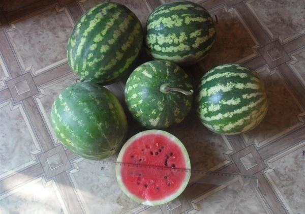 Κρύα καρπούζι