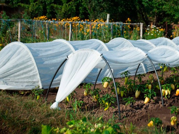  Greenhouse for peppers do it yourself