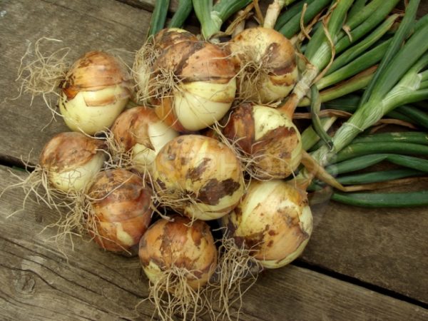 Oignon d'hiver