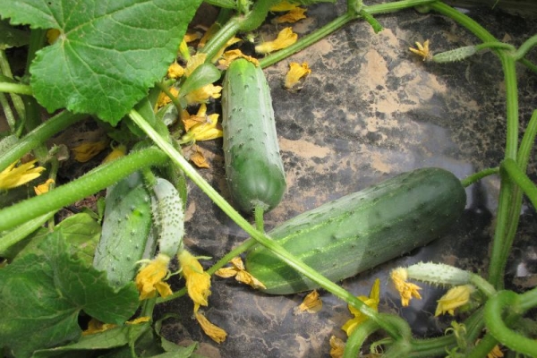  Cucumber Hector f1: description of the variety and method of cultivation
