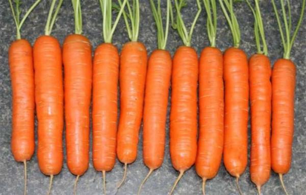  Carrot variety Nantes red