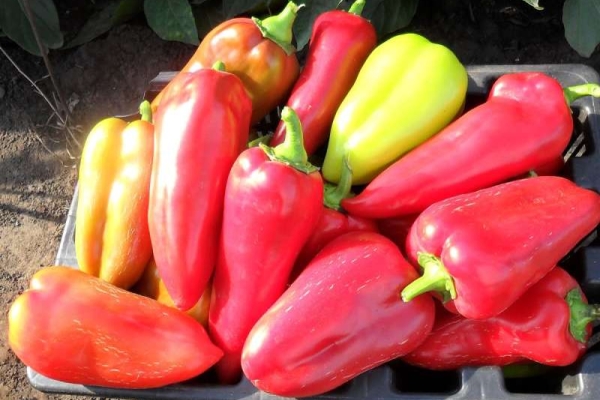  Sweet pepper varieties Gift of Moldova: description and characteristics, planting and care, advantages and disadvantages