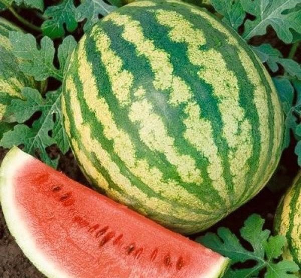 Variété de melon d'eau Crimson Sweet donne des récoltes précoces