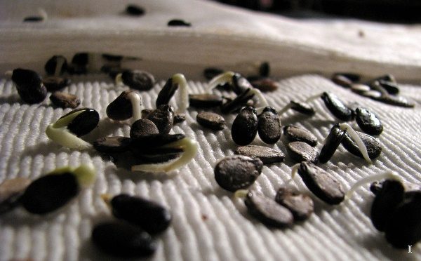 Sprouting watermelon seeds