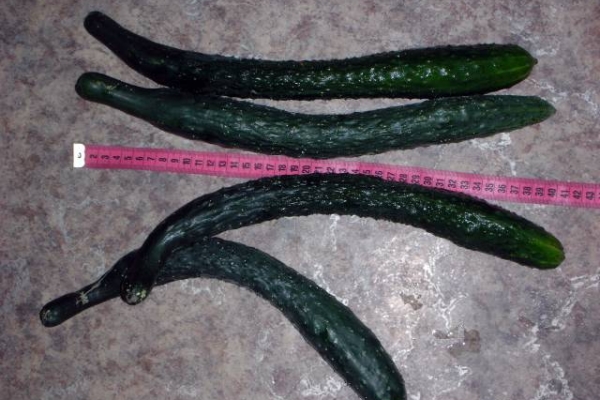 They differ from the usual elongated shape (50-75 cm) and high yield (over 30 kg from a bush)