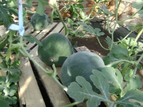 Watermelons in greenhouses