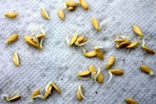 Emdirildikten sonra, tohumlar temiz suda yıkanır ve çimlenme için nemli bir bezle sarılır.