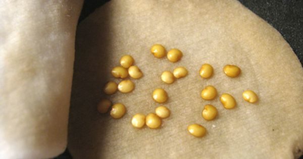 Покълване на семена от пипер преди засаждане