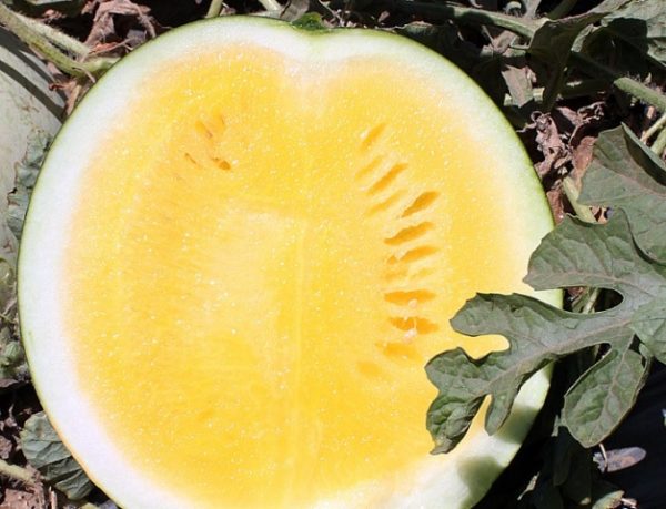 Melon d'eau jaune