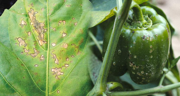 Το αρχικό στάδιο της καθυστερημένης μάστιγας