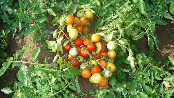 Tomato bush Moskvich with fruits in the garden