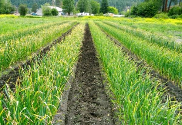 L'ail exige le respect des règles de rotation des cultures