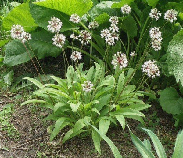Siberian wild garlic, victorious onions or flask