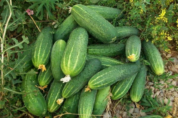 Çeşit avantajları: yüksek verim, uzun süreli meyve ve depolama, meyve evrensellik