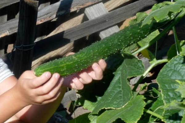  Ποικιλία αγγουριών Σμαραγδένια ροή: περιγραφή και χαρακτηριστικά, φύτευση και φροντίδα