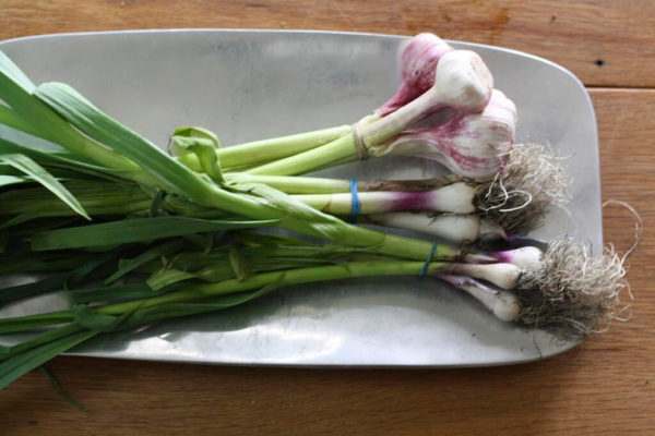 Bunched fresh young garlic