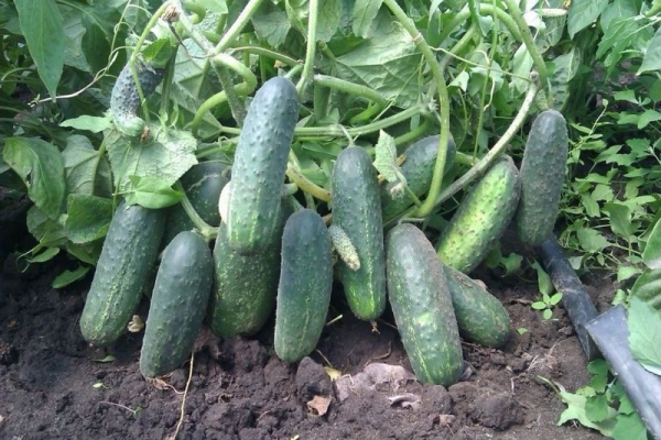 Bitki böcekler tarafından tozlaşma gerektirir, serada ekimi tavsiye edilmez