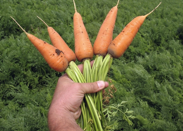 Βαθμός πλεονεκτήματα: ανεπιτήδευτο, μακρόχρονη αποθήκευση, αντοχή στις ασθένειες, καθολικότητα