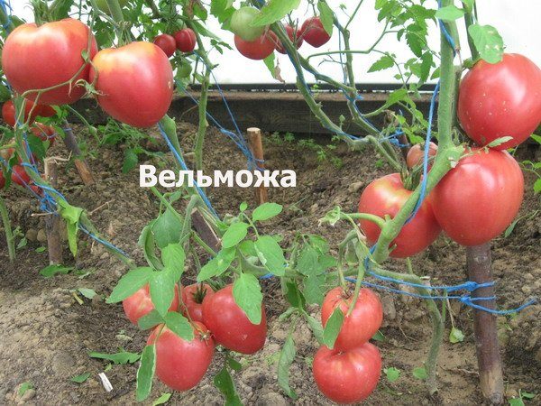 Grande tomate cultivée en serre