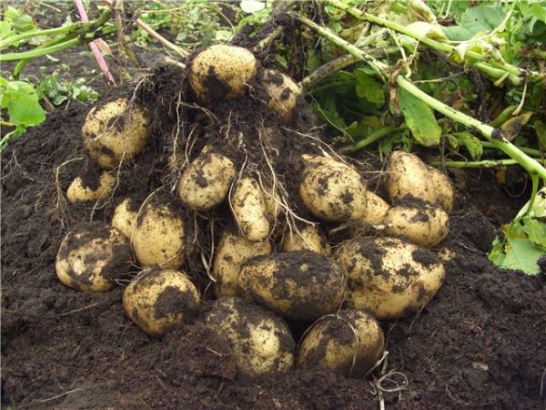 Dug potato bush