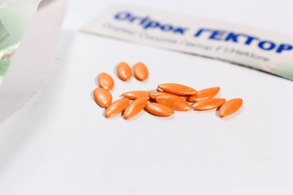 Grown cucumbers of the described varieties by seedling and through direct sowing in the ground