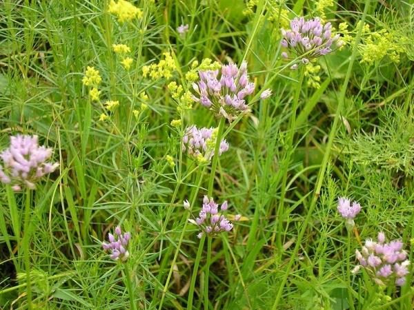 Angular or Mouse Bow