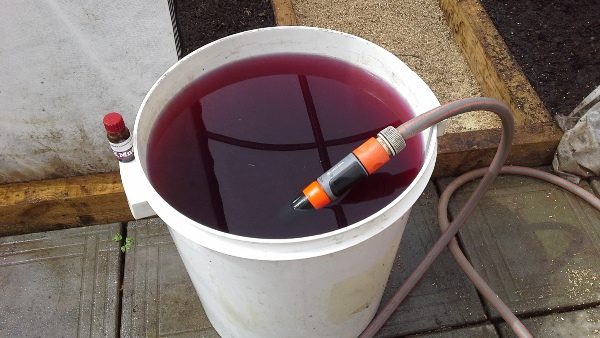 Avant de planter des concombres, le sol est décontaminé avec une solution de permanganate de potassium