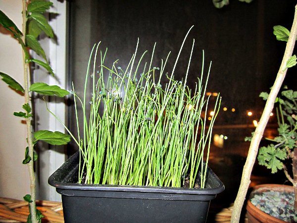 Pour avoir de la ciboulette précoce, nous commençons à cultiver des plants en mars.