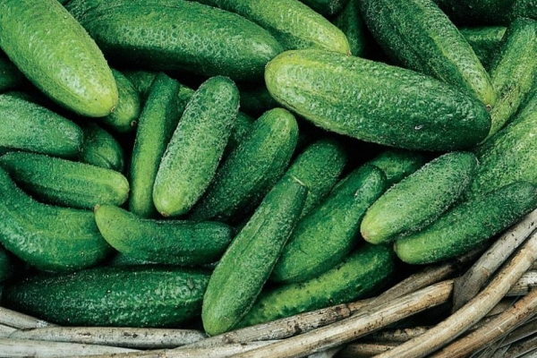  Paris gherkin variety cucumber: description and specifications, planting and care