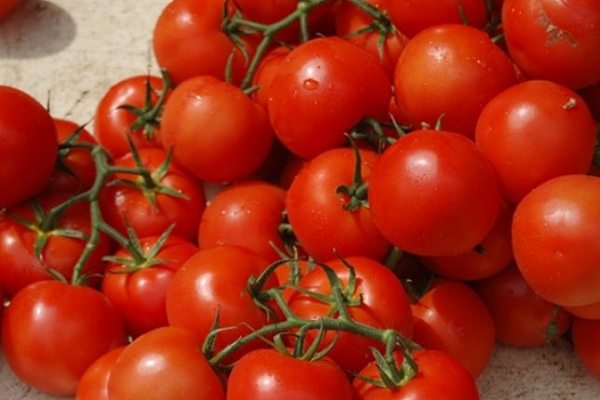  Varietà di pomodori Verlioka: descrizione e caratteristiche, coltivazione, recensioni