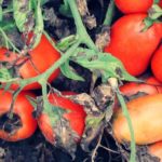 Αλτερνάρια