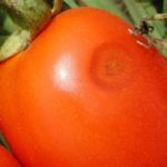 Tomates anthracnose
