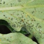 Κολοκύνθης Αφίδ