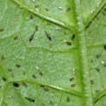 Puceron de la courge