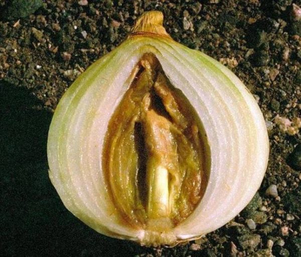 Pourriture des testicules bactériens