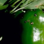 Bakteriyel lekelenme