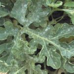 Βακτηρίωση ή γωνιακή κηλίδωση