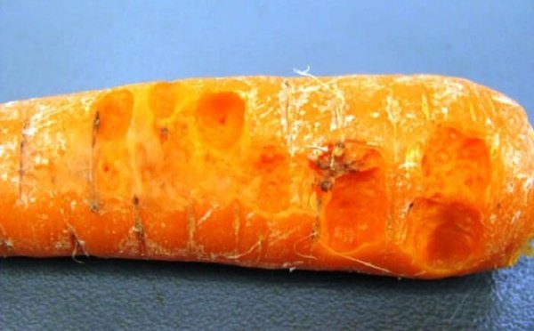 Batteriosi della carota o marciume umido